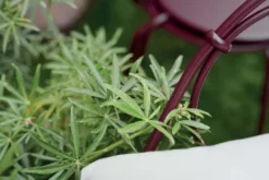 Fermob 1900 Stapelbare Tuinstoel Red Ochre -Fermob x886x886 fermob 1900 stapelbare tuinstoel13.jpg.pagespeed.ic .vjYjZaFwCd