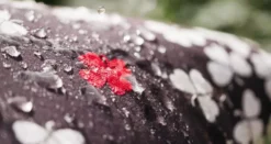 Fermob Trèfle Outdoor Kussen 68x44 Clay Grey -Fermob x886x886 fermob tr fle outdoor kussen 68x4410.jpg.pagespeed.ic .ISDrnAH 5K